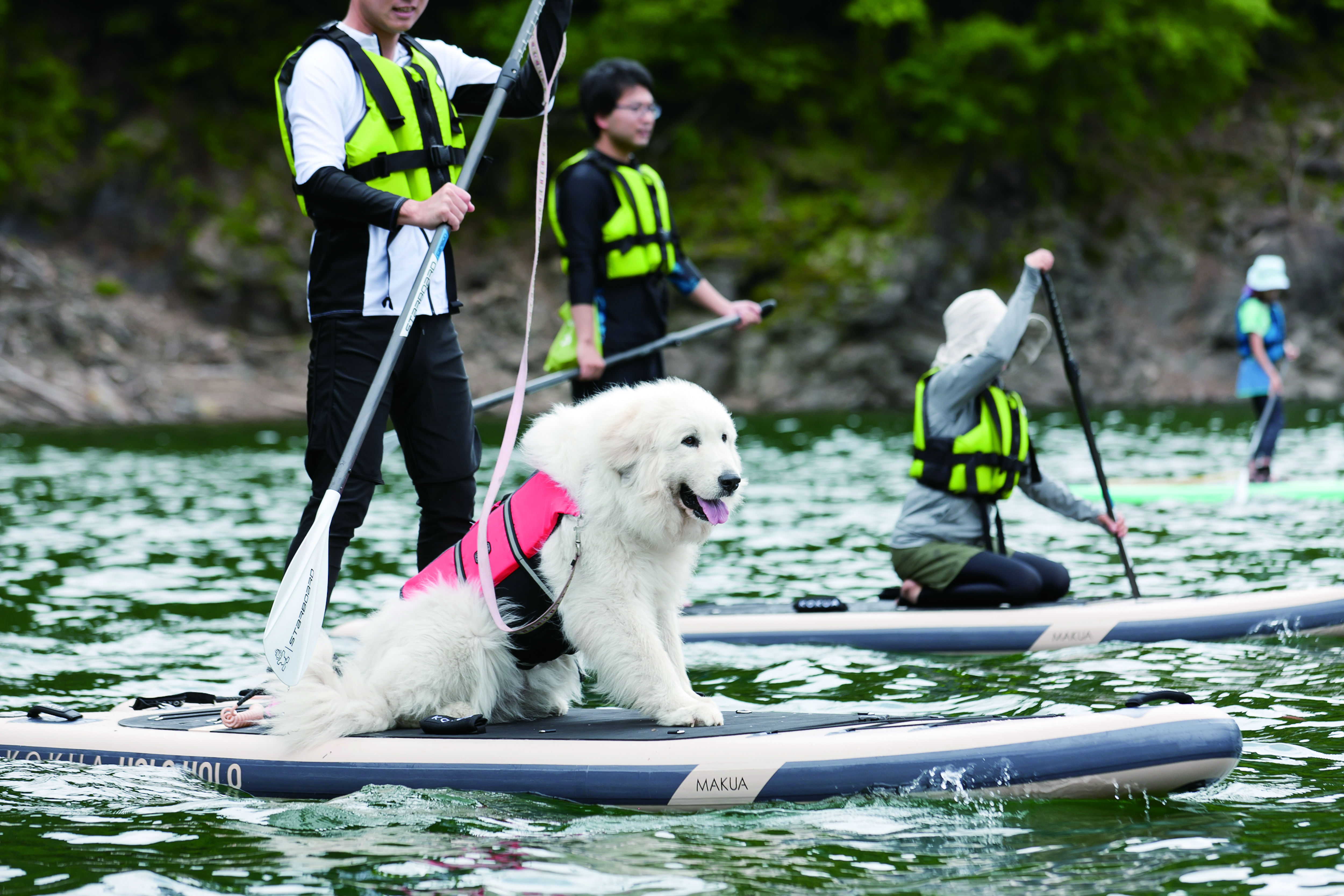 RocaRocaアクティビティ